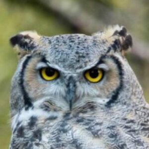 Profile photo of nessh