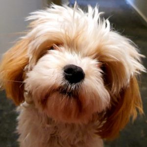 Profile photo of newagerusticgmail-com