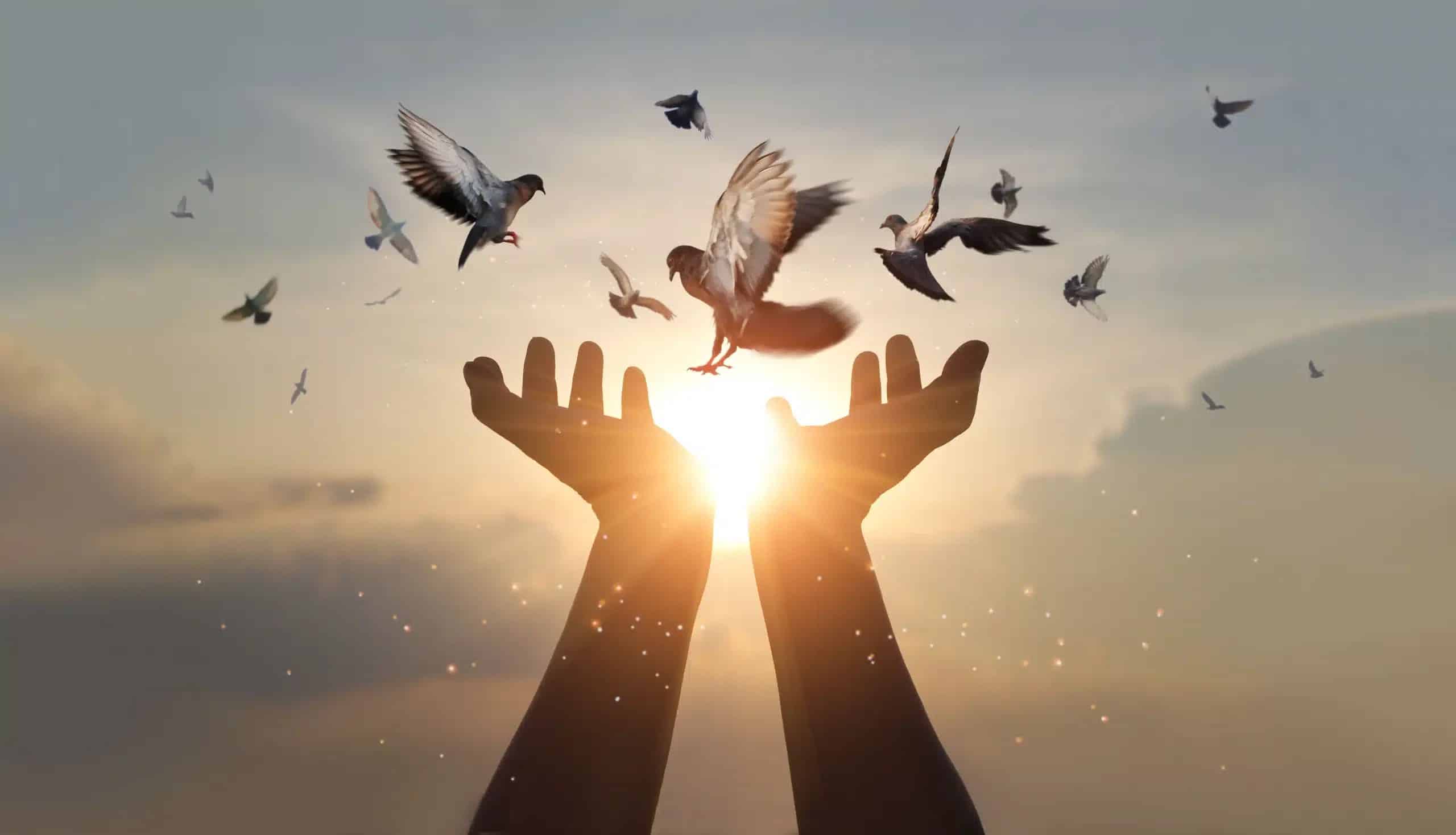 birds-hands-4k-scaled